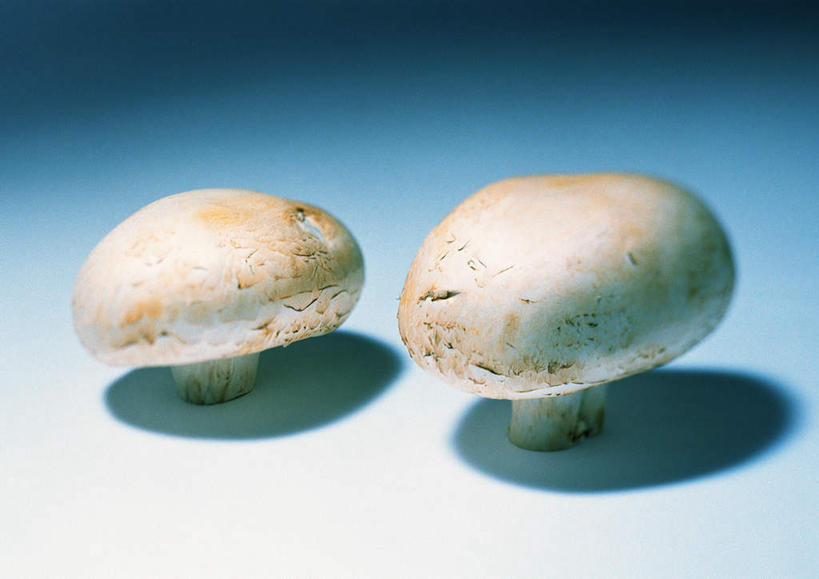 无人,横图,俯视,室内,特写,白天,白色背景,桌面,蔬菜,阴影,新鲜,反射,伞,影子,菌菇,蘑菇,食品,菌类,食物,两个,白色,食用菌,摄影,有机食品,绿色食品,影棚,白蘑菇,洋蘑菇,草腐菌,二孢蘑菇,双孢蘑菇,彩图,高角度拍摄,影棚拍摄,拍摄