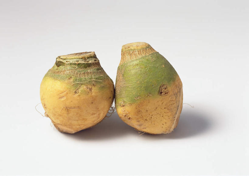 无人,横图,俯视,室内,特写,白天,白色背景,餐桌,桌子,蔬菜,新鲜,食品,芜菁,食物,两个,绿色,摄影,有机食品,绿色食品,影棚,餐台,蔓菁,盘菜,大头芥,彩图,高角度拍摄,影棚拍摄,拍摄