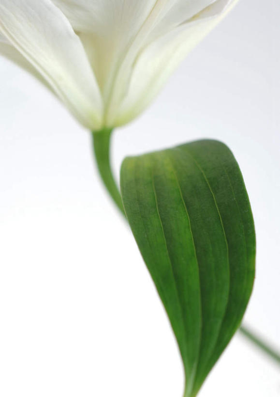 无人,竖图,俯视,室内,白天,白色背景,植物,百合花,叶子,绿叶,花蕾,花瓣,花朵,花卉,鲜花,一朵,白色,花苞,嫩叶,摄影,影棚,强瞿,百合蒜,倒仙,番韭,山丹,叶,叶片,彩图,高角度拍摄,影棚拍摄,拍摄