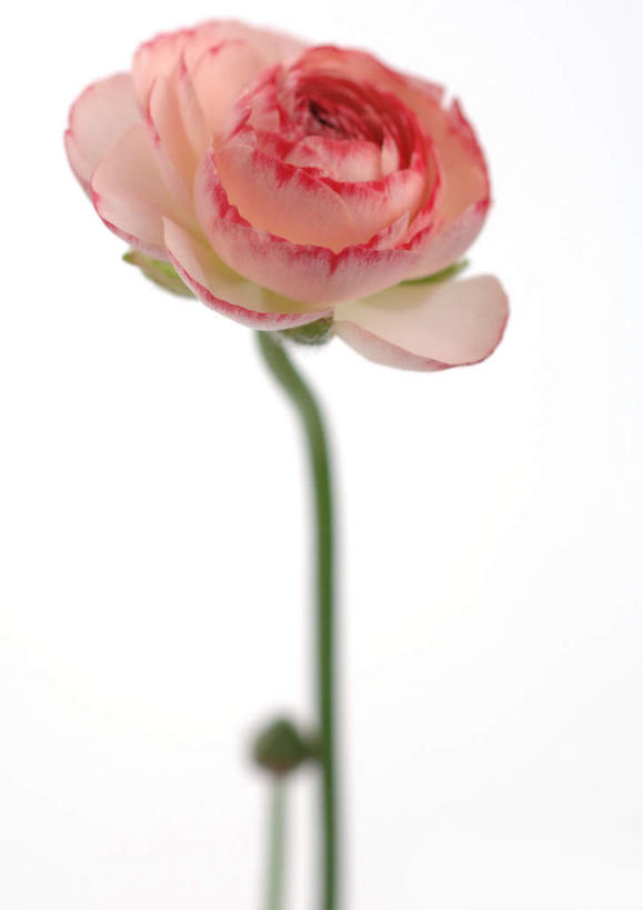 无人,竖图,室内,特写,白天,白色背景,正面,植物,盛开,芹菜花,花毛茛,花,花瓣,花朵,花卉,鲜花,一朵,粉色,花蕊,摄影,影棚,陆莲花,波斯毛茛,彩图,影棚拍摄,拍摄