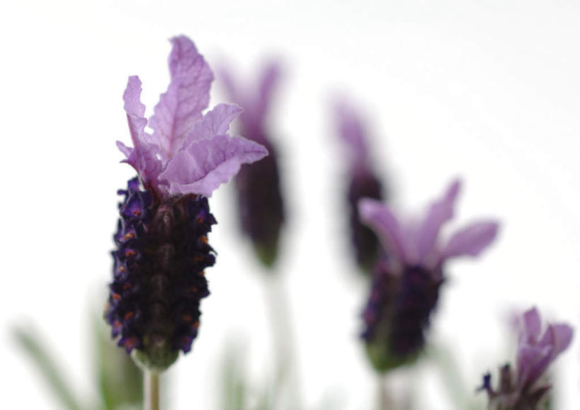 无人,横图,室内,白天,白色背景,正面,植物,叶子,许多,朦胧,模糊,绿叶,花蕾,花瓣,花朵,花卉,鲜花,紫色,香草,花苞,薰衣草,嫩叶,摄影,影棚,灵香草,黄香草,叶,叶片,彩图,影棚拍摄,拍摄