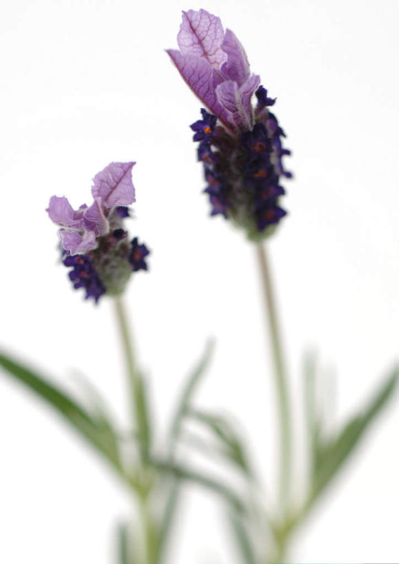 无人,竖图,室内,白天,白色背景,正面,植物,叶子,许多,朦胧,模糊,绿叶,花蕾,花瓣,花朵,花卉,鲜花,紫色,香草,花苞,薰衣草,嫩叶,摄影,影棚,灵香草,黄香草,叶,叶片,彩图,影棚拍摄,拍摄