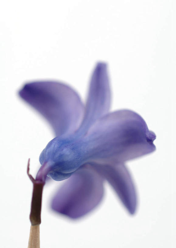 无人,竖图,俯视,室内,特写,白天,白色背景,爱情,植物,桌子,风信子,盛开,办公桌,花,花瓣,花朵,花卉,鲜花,一朵,蓝色,花蕊,摄影,影棚,悲伤,喜悦,怀念,悲哀,彩图,高角度拍摄,影棚拍摄,拍摄