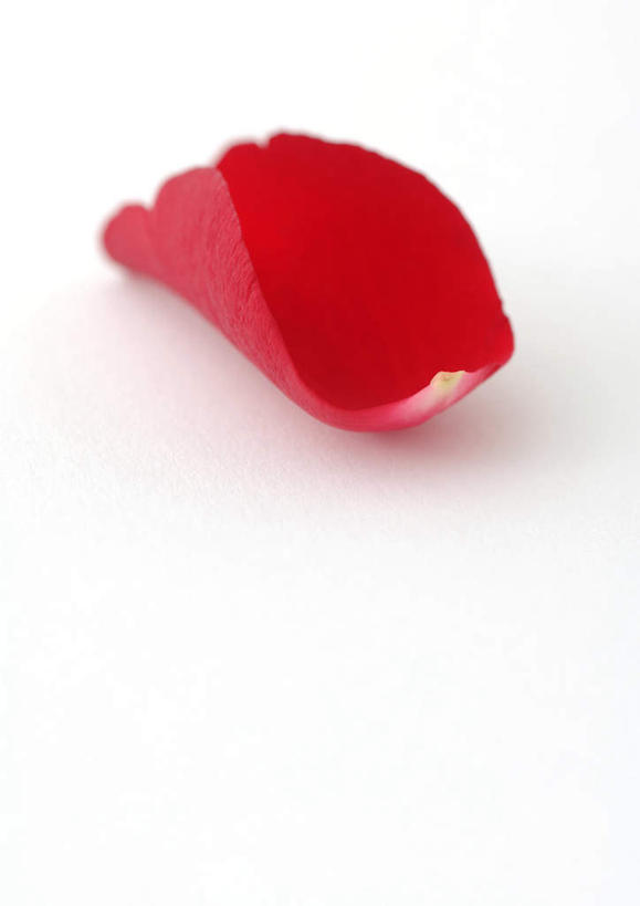 无人,竖图,室内,特写,白天,白色背景,正面,爱情,幸福,纯洁,热情,植物,玫瑰,一片,玫瑰花,浪漫,花,花瓣,花朵,花卉,鲜花,红色,温暖,温馨,恩爱,摄影,影棚,和睦,感动,尊敬,天真,刺玫花,徘徊花,彩图,影棚拍摄,拍摄,融洽