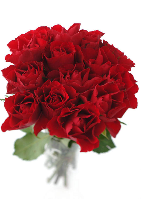 无人,竖图,室内,特写,白天,白色背景,正面,爱情,幸福,纯洁,热情,植物,玫瑰,许多,盛开,玫瑰花,浪漫,花,花瓣,花朵,花卉,鲜花,红色,花蕊,温暖,温馨,恩爱,摄影,影棚,和睦,感动,尊敬,天真,刺玫花,徘徊花,彩图,影棚拍摄,拍摄,融洽