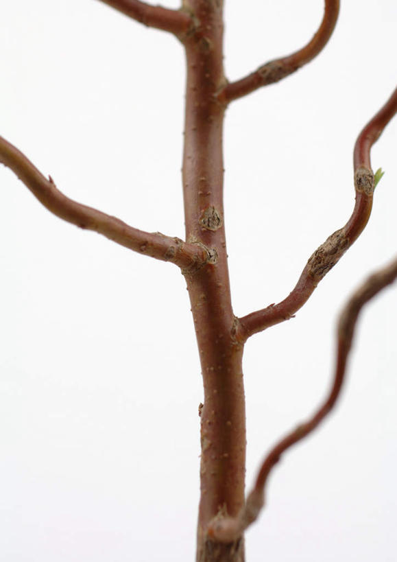 无人,竖图,室内,特写,白天,白色背景,正面,美景,植物,静物,许多,景观,树,树木,树枝,绿色,自然,景色,摄影,影棚,生长,成长,自然风光,彩图,影棚拍摄,拍摄