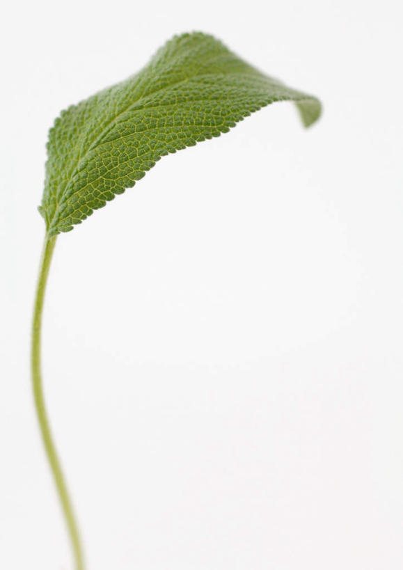无人,家庭,竖图,室内,特写,白天,白色背景,仰视,智慧,美景,静物,叶子,一片,景观,绿叶,绿色,自然,嫩叶,景色,摄影,影棚,鼠尾草,自然风光,理性,叶,叶片,彩图,低角度拍摄,影棚拍摄,拍摄