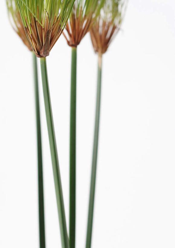 无人,竖图,室内,特写,白天,白色背景,正面,美景,植物,静物,景观,草,绿色,自然,景色,摄影,影棚,自然风光,埃及莎草,纸草,纸莎草,彩图,影棚拍摄,拍摄