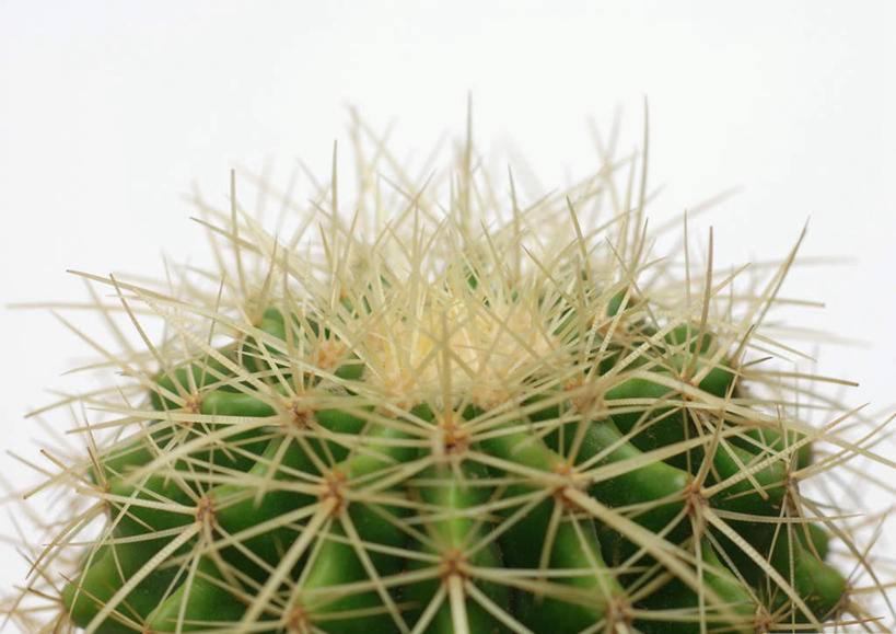 无人,横图,室内,特写,白天,白色背景,正面,美景,植物,仙人掌,静物,火焰,盆栽,景观,草药,盆景,中药,绿色,自然,景色,摄影,影棚,生长,成长,一盆,自然风光,药材,中草药,中药材,本草,牛舌头,玉芙蓉,仙巴掌,火掌,霸王树,彩图,影棚拍摄,拍摄