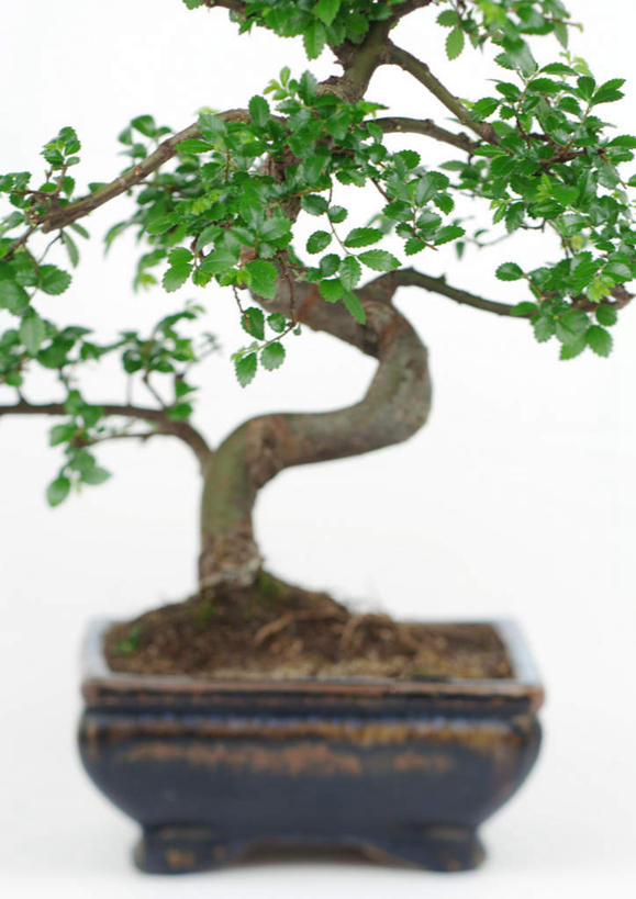 无人,竖图,室内,特写,白天,白色背景,正面,美景,植物,静物,叶子,盆栽,景观,绿叶,盆景,绿色,自然,嫩叶,景色,摄影,影棚,生长,成长,自然风光,叶,叶片,彩图,影棚拍摄,拍摄