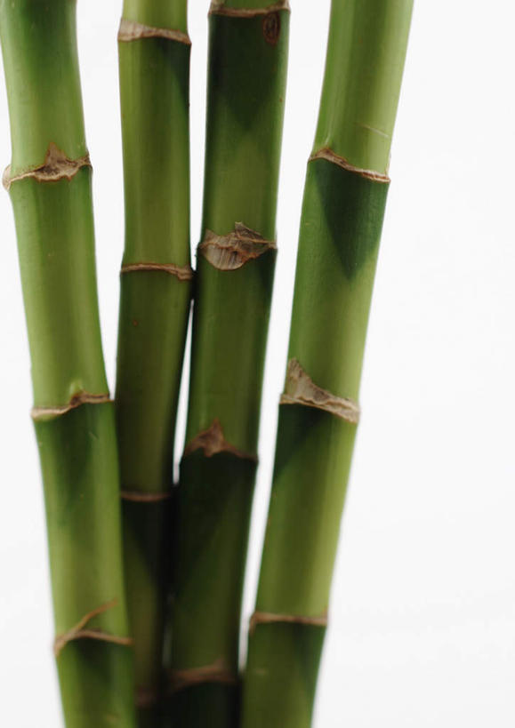无人,竖图,室内,特写,白天,白色背景,正面,美景,植物,竹子,静物,一排,整齐,景观,树,树干,树木,排列,绿色,自然,景色,摄影,影棚,生长,成长,队列,自然风光,彩图,影棚拍摄,拍摄