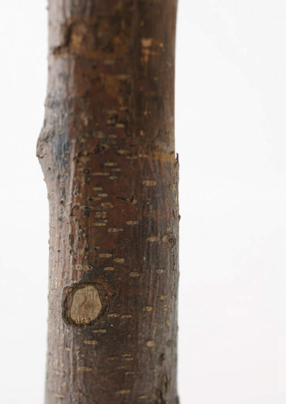 无人,竖图,室内,特写,白天,白色背景,正面,美景,植物,静物,一棵,纹理,景观,树,树干,树木,绿色,自然,景色,摄影,影棚,生长,成长,自然风光,肌理,彩图,影棚拍摄,拍摄