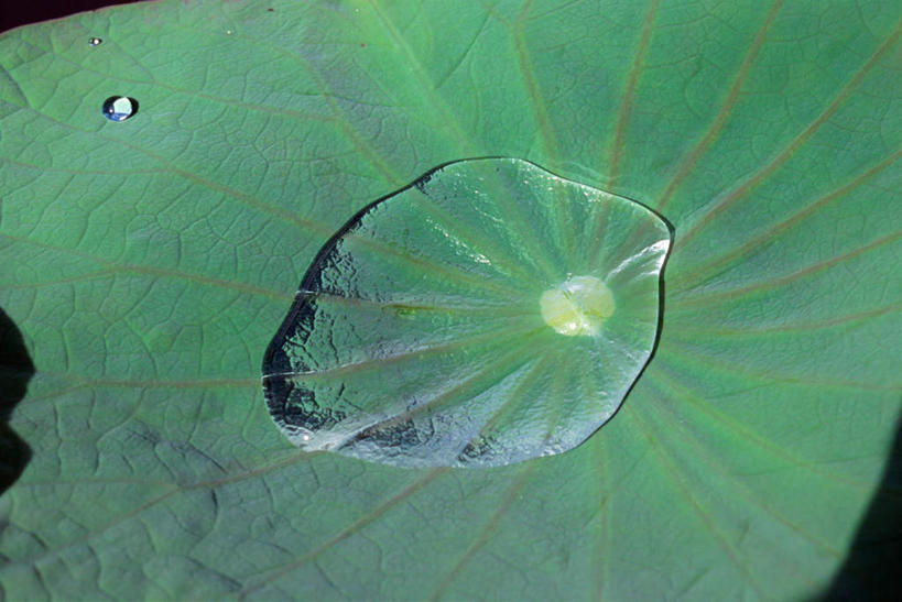 无人,横图,俯视,室外,特写,白天,水,叶子,一片,阴影,透明,光线,纹路,纹理,液体,影子,水滴,荷叶,绿叶,水珠,阳光,嫩叶,莲叶,叶,叶片,彩图,高角度拍摄