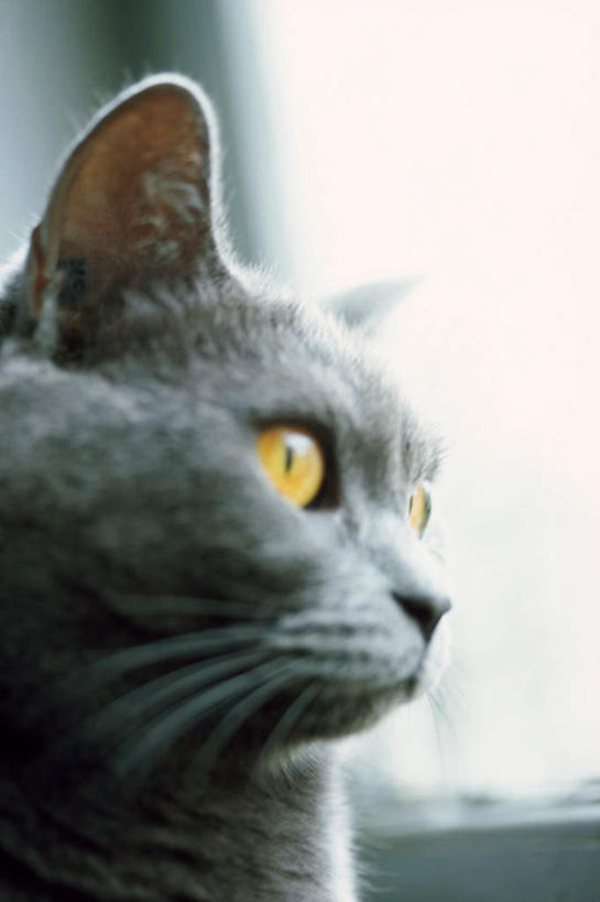 无人,坐,竖图,室内,白天,侧面,窗户,宠物,猫,朦胧,模糊,注视,玻璃窗,一只,灰色,动物,观察,看,可爱,观看,察看,关注,猫咪,坐着,彩图