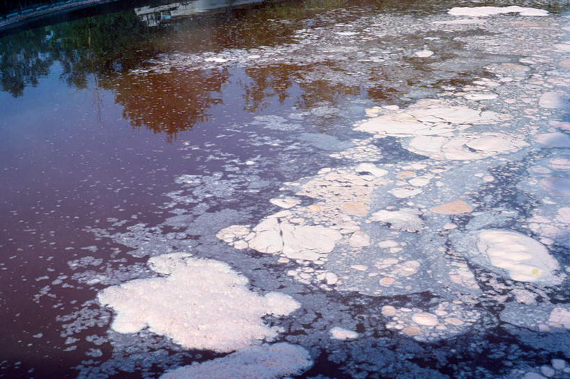 无人,横图,俯视,室外,白天,河流,水,植物,阴影,漂浮,反射,影子,河水,水流,树,树木,绿色,倒影,自然,生长,成长,污水,彩图,高角度拍摄