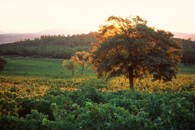 无人,果园,竖图,室外,白天,正面,旅游,度假,草地,草坪,美景,田园,植物,阴影,光线,影子,景观,娱乐,葡萄园,草,树,树木,绿色,阳光,自然,庄园,享受,休闲,景色,放松,生长,成长,自然风光,彩图