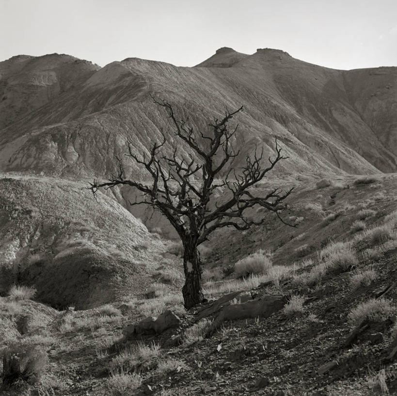 无人,横图,室外,白天,正面,旅游,度假,石头,美景,山,山脉,植物,美国,枯萎,石子,景观,山峰,乌云,云,阴天,云朵,枝条,山峦,云彩,娱乐,树,树木,树枝,天空,自然,群山,天,享受,休闲,景色,放松,死亡,北美,北美洲,犹他州,昏暗,阴沉,自然风光,美洲,北亚美利加洲,亚美利加洲,犹他,蜂窝之州,蜂房州,虬枝,枝杈,枯败,石块,岩石,彩图,韦恩县,托里