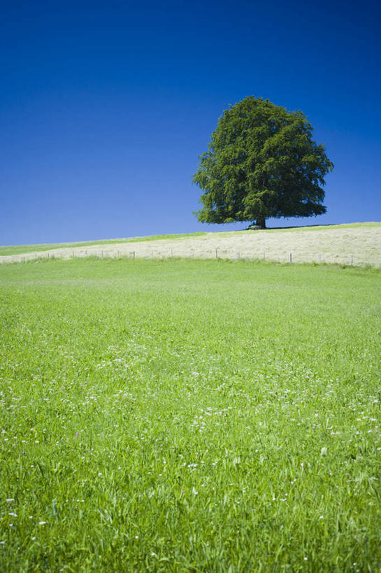无人,竖图,室外,白天,正面,旅游,度假,草地,草坪,美景,植物,道路,路,澳大利亚,阴影,光线,影子,景观,小路,交通,娱乐,草,树,树木,蓝色,绿色,蓝天,天空,阳光,自然,天,享受,休闲,景色,放松,乡间小路,生长,晴朗,成长,自然风光,大洋洲,悉尼,澳洲,万里无云,南方大陆,首府,澳大利亚联邦,新州,新南威尔士,新南威尔士州,萨瑟兰郡,晴空,晴空万里,彩图