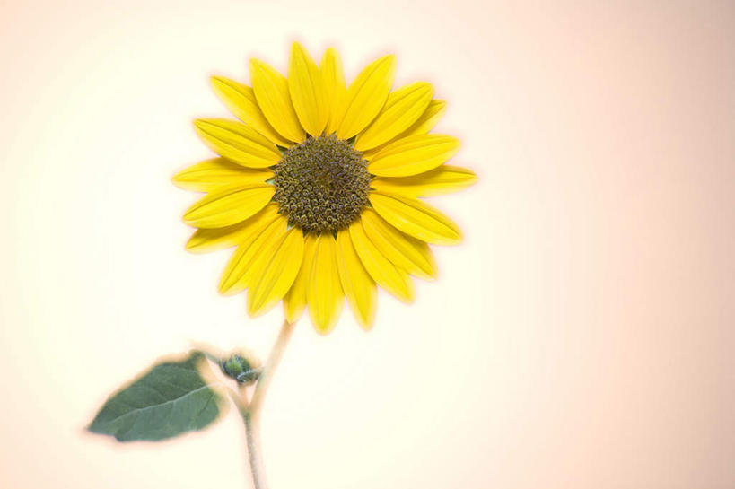 无人,横图,室内,特写,白天,正面,爱情,幸福,太阳,向日葵,叶子,阴影,红色背景,盛开,反射,影子,绿叶,花蕾,花,花瓣,花朵,鲜花,一朵,黄色,花苞,花蕊,嫩叶,摄影,影棚,光辉,沉默,忠诚,勇敢,投缘,爱慕,高傲,朝阳花,葵花,望日莲,向阳花,转日莲,叶,叶片,彩图,影棚拍摄,拍摄