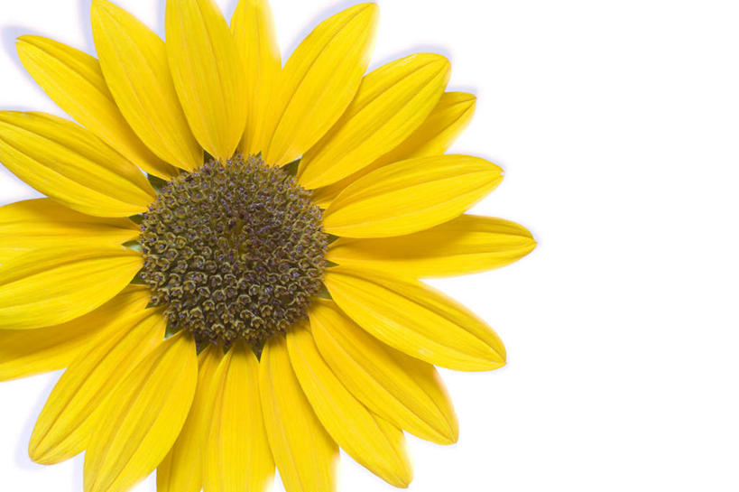 无人,横图,室内,特写,白天,白色背景,正面,爱情,幸福,太阳,向日葵,阴影,盛开,反射,影子,花蕾,花,花瓣,花朵,鲜花,一朵,黄色,花苞,花蕊,摄影,影棚,光辉,沉默,忠诚,勇敢,投缘,爱慕,高傲,朝阳花,葵花,望日莲,向阳花,转日莲,彩图,影棚拍摄,拍摄