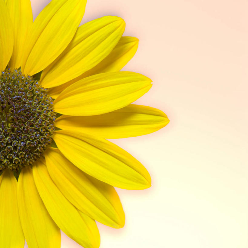 无人,方图,室内,特写,白天,正面,爱情,幸福,太阳,向日葵,阴影,红色背景,盛开,反射,影子,花蕾,花,花瓣,花朵,鲜花,一朵,黄色,花苞,花蕊,摄影,影棚,光辉,沉默,忠诚,勇敢,投缘,爱慕,高傲,朝阳花,葵花,望日莲,向阳花,转日莲,彩图,影棚拍摄,拍摄