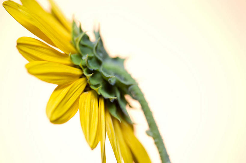 无人,横图,室内,特写,白天,白色背景,正面,爱情,幸福,太阳,向日葵,阴影,盛开,反射,影子,花蕾,花,花瓣,花朵,鲜花,一朵,黄色,花苞,花蕊,摄影,影棚,光辉,沉默,忠诚,勇敢,投缘,爱慕,高傲,朝阳花,葵花,望日莲,向阳花,转日莲,彩图,影棚拍摄,拍摄