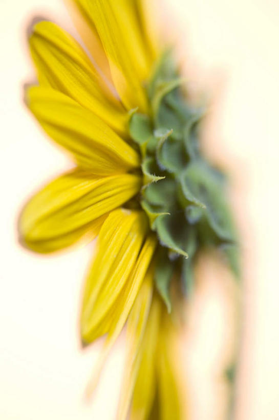 无人,竖图,室内,特写,白天,白色背景,正面,爱情,幸福,太阳,向日葵,阴影,朦胧,模糊,盛开,反射,影子,花蕾,花,花瓣,花朵,鲜花,一朵,黄色,花苞,花蕊,摄影,影棚,光辉,沉默,忠诚,勇敢,投缘,爱慕,高傲,朝阳花,葵花,望日莲,向阳花,转日莲,彩图,影棚拍摄,拍摄