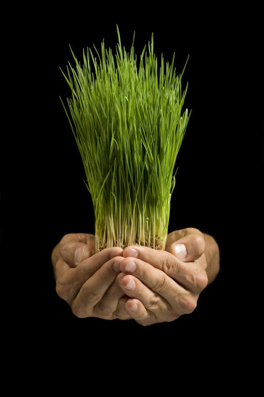 西方人,手,一个人,捧,竖图,室内,特写,白天,正面,植物,叶子,欧洲,欧洲人,双手,仅一个男性,仅一个人,仅一个中年男性,黑色背景,绿叶,绿色,自然,手部,嫩叶,摄影,影棚,生长,成长,男人,男性,中年男性,白种人,叶,叶片,端,端着,捧着,手捧,半身,彩图,影棚拍摄,拍摄