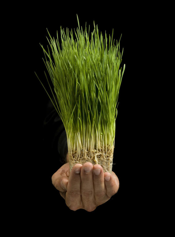 西方人,手,一个人,捧,竖图,室内,特写,白天,正面,植物,叶子,欧洲,欧洲人,仅一个男性,仅一个人,仅一个中年男性,黑色背景,绿叶,绿色,自然,手部,嫩叶,摄影,影棚,生长,成长,单手,男人,男性,中年男性,白种人,叶,叶片,端,端着,捧着,手捧,半身,彩图,影棚拍摄,拍摄