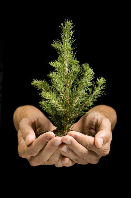 西方人,手,一个人,捧,竖图,室内,特写,白天,正面,松树,欧洲,欧洲人,双手,仅一个男性,仅一个人,仅一个中年男性,一棵,黑色背景,手部,摄影,影棚,坚定,长寿,贞洁,男人,男性,中年男性,白种人,端,端着,捧着,手捧,半身,彩图,影棚拍摄,拍摄