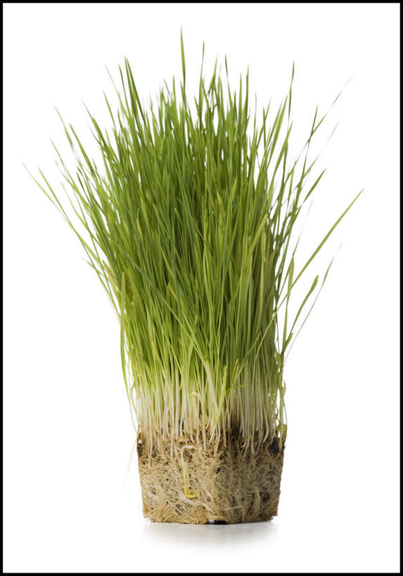 无人,竖图,室内,特写,白天,白色背景,正面,植物,叶子,阴影,反射,影子,绿叶,绿色,自然,嫩叶,摄影,影棚,生长,成长,叶,叶片,彩图,影棚拍摄,拍摄