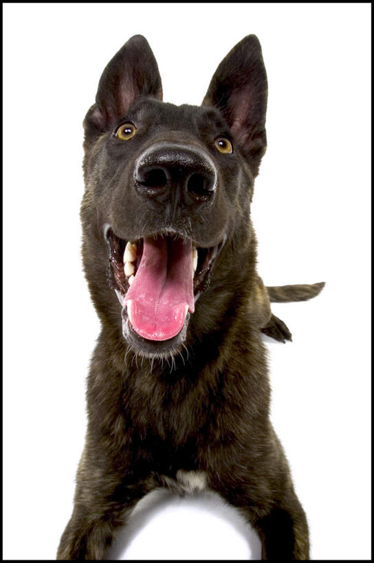 无人,笑,微笑,竖图,室内,白天,白色背景,正面,宠物,狗,注视,一只,动物,观察,看,趴着,张嘴,可爱,摄影,影棚,观看,察看,关注,张大嘴巴,忠诚,张开嘴,犬,趴,半身,彩图,影棚拍摄,拍摄