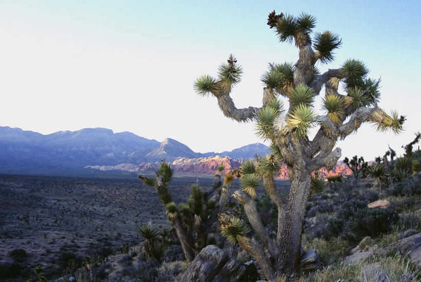 无人,横图,室外,白天,正面,旅游,度假,美景,山,山脉,植物,仙人掌,阴影,光线,火焰,影子,景观,山峰,草药,山峦,娱乐,中药,树,树木,蓝色,绿色,蓝天,天空,阳光,自然,群山,天,享受,休闲,景色,放松,生长,晴朗,成长,自然风光,药材,中草药,中药材,本草,万里无云,牛舌头,晴空,晴空万里,玉芙蓉,仙巴掌,火掌,霸王树,彩图