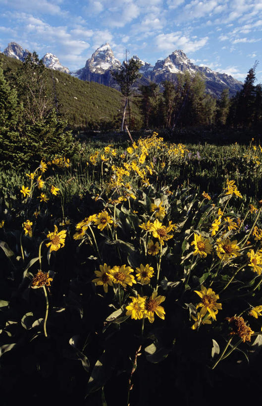 无人,竖图,室外,白天,正面,爱情,旅游,度假,幸福,草地,草坪,花海,花圃,美景,太阳,植物,向日葵,叶子,阴影,盛开,光线,影子,景观,云,云朵,花蕾,云彩,娱乐,草,花,花瓣,花朵,花卉,鲜花,树,树木,蓝色,绿色,白云,蓝天,天空,阳光,自然,花丛,花束,花田,天,花苞,花蕊,享受,休闲,景色,放松,生长,晴朗,成长,自然风光,光辉,沉默,忠诚,勇敢,投缘,爱慕,高傲,朝阳花,葵花,望日莲,向阳花,转日莲,晴空,彩图