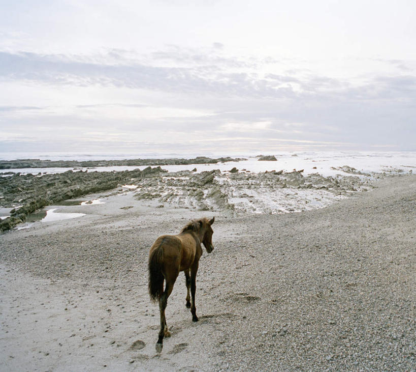 无人,走,横图,室外,白天,旅游,度假,海浪,海洋,美景,沙滩,植物,马,野生动物,枯萎,沙子,地平线,海岸,景观,浪花,云,云朵,辽阔,枯草,地面,沙地,云彩,娱乐,一匹,草,背面,黄色,蓝色,白云,蓝天,天空,自然,海水,动物,天,享受,休闲,广阔,景色,放松,运输,牲畜,晴朗,一望无际,自然风光,延伸,海景,天地相交,无边无际,一马平川,大海,风浪,海,海水的波动,海滩,近岸浪,涌浪,晴空,步行,散步,走路,彩图,全身