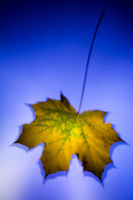 无人,竖图,俯视,室内,特写,白天,静物,叶子,一片,阴影,蓝色背景,反射,影子,枫叶,枯叶,落叶,黄色,红色,摄影,影棚,枫树叶,叶,叶片,彩图,高角度拍摄,影棚拍摄,拍摄