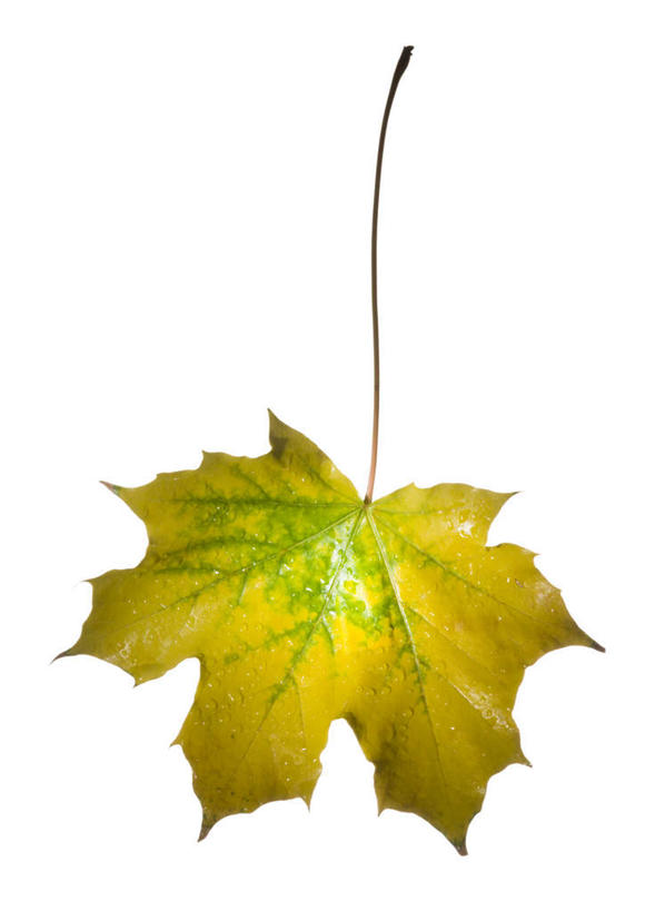 无人,竖图,俯视,室内,特写,白天,白色背景,静物,叶子,一片,枫叶,枯叶,落叶,黄色,红色,摄影,影棚,枫树叶,叶,叶片,彩图,高角度拍摄,影棚拍摄,拍摄