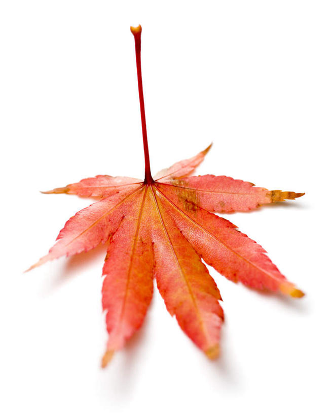 无人,竖图,俯视,室内,特写,白天,白色背景,静物,叶子,一片,阴影,反射,影子,枫叶,枯叶,落叶,黄色,红色,摄影,影棚,枫树叶,叶,叶片,彩图,高角度拍摄,影棚拍摄,拍摄