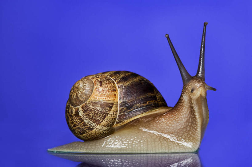 无人,横图,室内,特写,白天,侧面,阴影,蓝色背景,反射,蜗牛,触须,影子,棕色,一只,动物,摄影,影棚,软体动物,蠕动,彩图,全身,影棚拍摄,拍摄