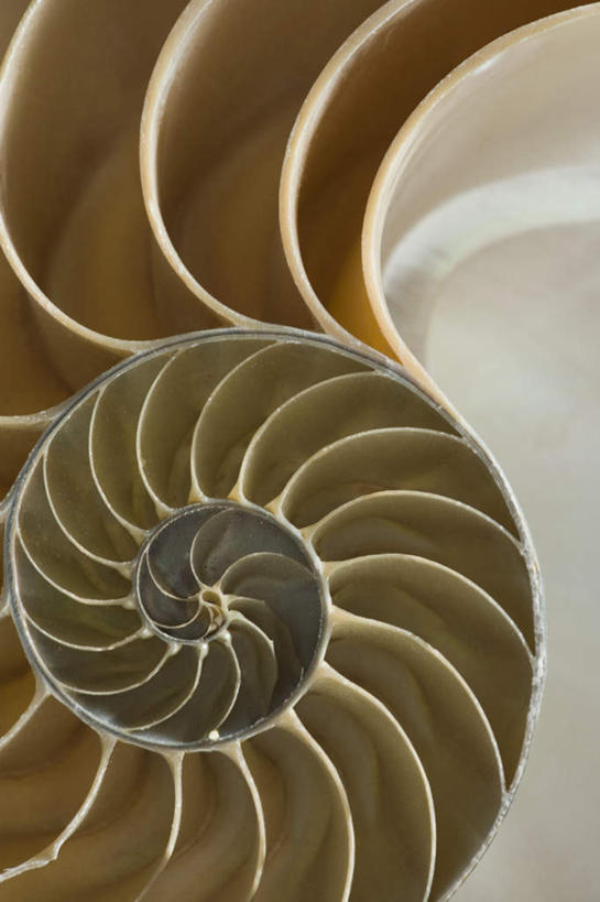 无人,竖图,室内,特写,白天,正面,静物,花纹,纹路,螺旋,纹理,鹦鹉螺,海螺,海洋生物,一个,摄影,影棚,单个,软体动物,峨螺,水生动物,水生物,海底动物,肌理,彩图,影棚拍摄,拍摄