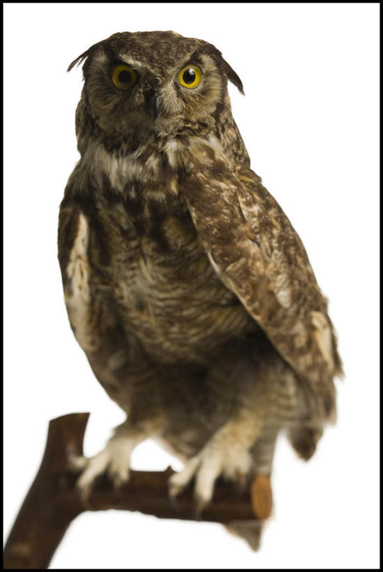 无人,站,竖图,室内,特写,白天,白色背景,正面,植物,猫头鹰,鸟,野生动物,鸟类,枝条,注视,树,树木,树枝,一只,动物,观察,看,站着,摄影,影棚,观看,察看,关注,凶猛,虬枝,枝杈,残暴,凶残,鸮,枭,站立,彩图,全身,影棚拍摄,拍摄