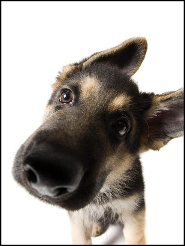 头,无人,站,竖图,室内,特写,白天,白色背景,正面,宠物,狗,扭头,注视,一只,动物,观察,看,站着,转头,可爱,摄影,影棚,牧羊犬,观看,察看,德国牧羊犬,关注,忠诚,德国狼犬,黑背,头部,犬,站立,半身,彩图,影棚拍摄,拍摄