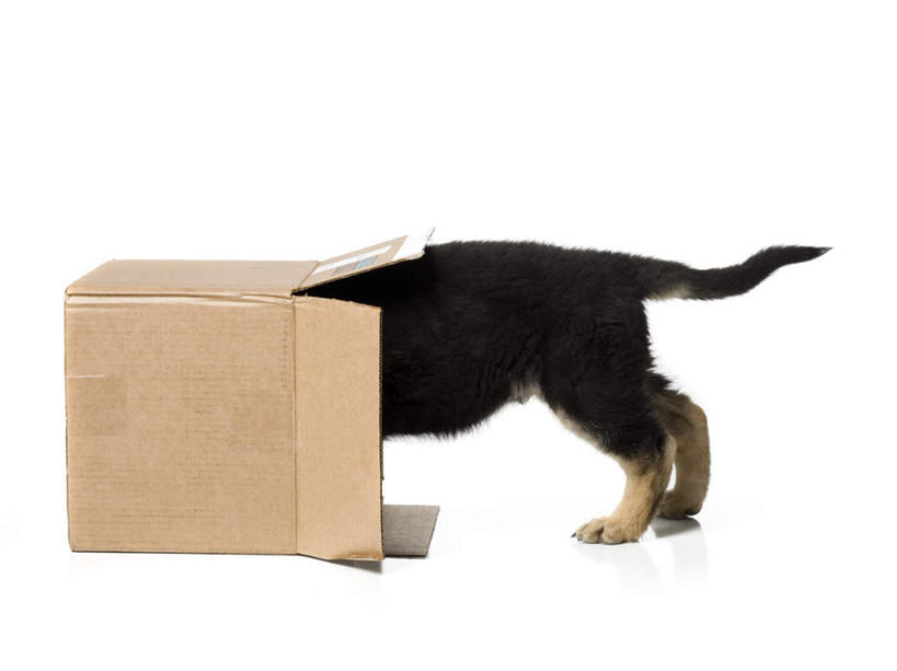 无人,站,横图,室内,白天,白色背景,侧面,宠物,狗,阴影,反射,包装,影子,纸箱,一个,一只,动物,容器,箱子,站着,可爱,遮,遮掩,摄影,影棚,牧羊犬,单个,德国牧羊犬,掩盖,遮挡,纸板箱,遮盖,忠诚,包装箱,掩饰,德国狼犬,黑背,犬,站立,彩图,全身,影棚拍摄,拍摄