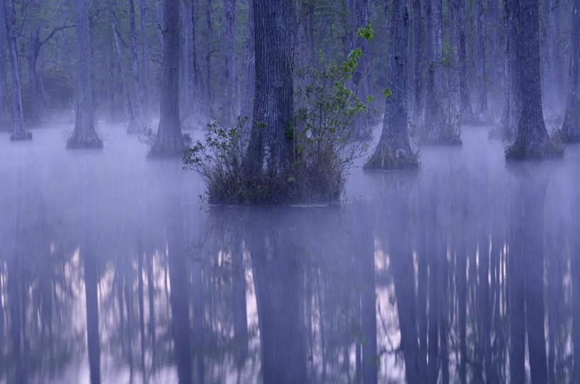 无人,横图,室外,白天,正面,旅游,度假,美景,森林,树林,植物,雾,美国,朦胧,模糊,景观,娱乐,树,树木,绿色,倒影,自然,享受,休闲,景色,放松,生长,成长,迷雾,沼泽,倒映,北美,北美洲,自然风光,美洲,南卡罗来纳州,北亚美利加洲,亚美利加洲,南卡罗来纳,扇榈之州,矮棕榈之州,池沼,反照,大雾,彩图