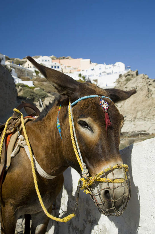 无人,站,竖图,室外,白天,正面,山,山脉,山峰,山峦,注视,蓝色,蓝天,天空,动物,绳子,群山,天,观察,看,站着,家畜,牲畜,晴朗,观看,绳索,察看,关注,驴,万里无云,驴子,晴空,晴空万里,站立,半身,彩图