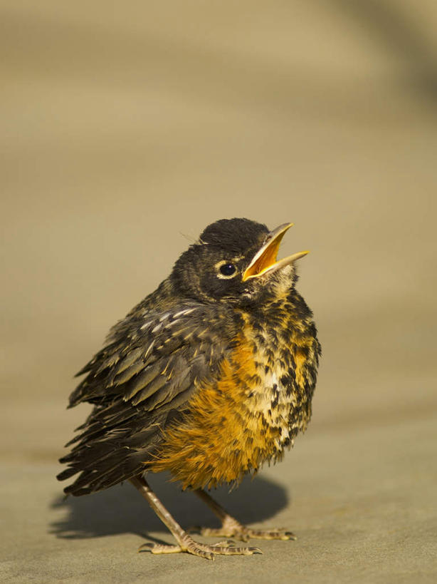 无人,站,竖图,室外,特写,白天,侧面,沙滩,鸟,阴影,朦胧,模糊,光线,麻雀,鸟类,沙子,影子,海岸,沙地,注视,一只,阳光,观察,看,站着,张嘴,观看,察看,关注,张大嘴巴,家雀,霍雀,老家贼,嘉宾,树麻雀,瓦雀,只只,海滩,张开嘴,站立,彩图,全身