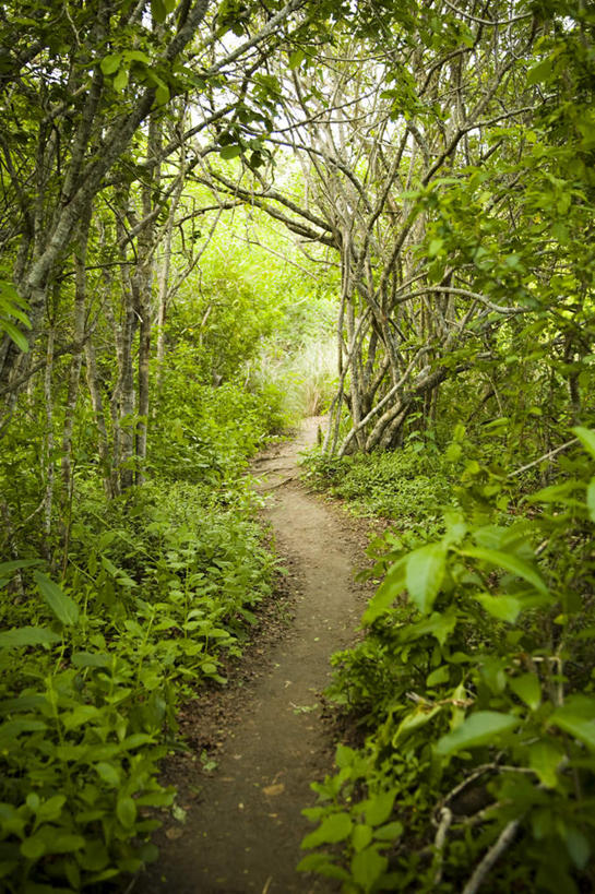 无人,竖图,室外,白天,正面,旅游,度假,草地,草坪,美景,植物,道路,路,墨西哥,阴影,光线,影子,景观,小路,交通,娱乐,草,树,树木,绿色,阳光,自然,享受,休闲,景色,放松,生长,成长,北美,北美洲,自然风光,美洲,北亚美利加洲,亚美利加洲,墨西哥合众国,哈利斯科,哈利斯科州,巴亚尔塔港,彩图