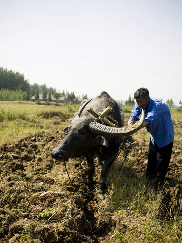 东方人,一个人,农民,农田,站,推,竖图,室外,白天,正面,庄稼,农作物,草地,草坪,植物,牛,亚洲,仅一个男性,仅一个人,一头,阴影,服装,光线,影子,耕田,注视,休闲装,黄种人,草,树,树木,衣服,蓝色,绿色,蓝天,天空,阳光,自然,动物,天,观察,看,站着,仅一个老年男性,休闲,休闲服,家畜,服饰,牲畜,生长,晴朗,成长,观看,察看,关注,种田,农具,犁,万里无云,农人,耕具,老年男性,男人,男性,亚洲人,晴空,晴空万里,农夫,站立,半身,彩图,耕地,庄稼田