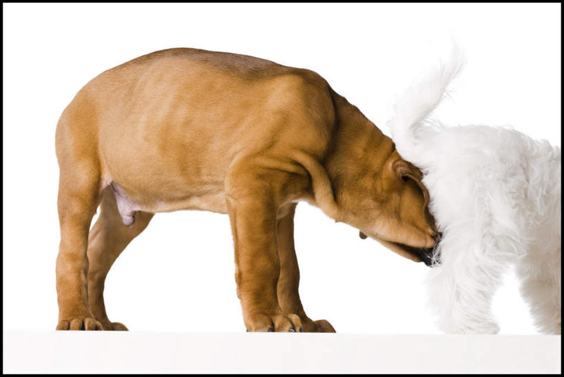 无人,站,横图,室内,白天,白色背景,侧面,宠物,狗,棕色,注视,闻,白色,动物,观察,看,站着,两只,可爱,摄影,影棚,观看,察看,嗅,关注,忠诚,犬,站立,半身,彩图,影棚拍摄,拍摄