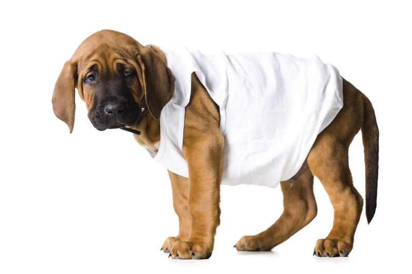 无人,站,横图,室内,白天,白色背景,侧面,宠物,狗,服装,注视,一只,衣服,白色,动物,观察,看,站着,可爱,摄影,服饰,影棚,观看,察看,衣着,穿着,关注,忠诚,衣饰,犬,站立,彩图,全身,影棚拍摄,拍摄,斗牛獒犬,斗牛马士提夫犬